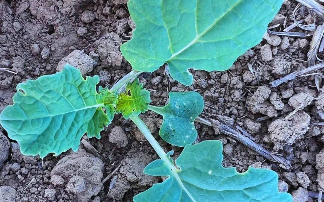 Czym zwalczać chwasty po wschodach rzepaku?